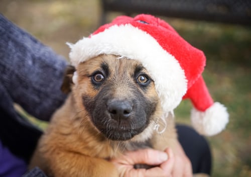 dog with Christmas hat